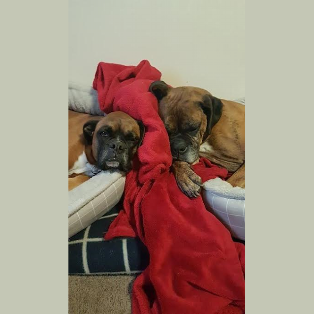 Photo of Daisey And Rocky 