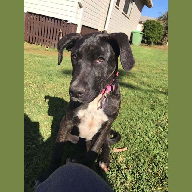 Photo of Elara **Adoption Pending**