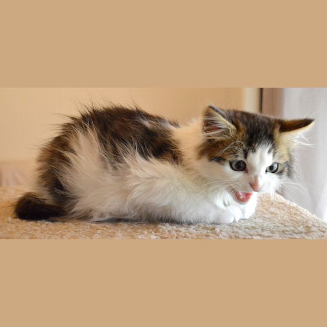 Photo of Ljuvab (Loobah)   Gorgeous Love Kitten