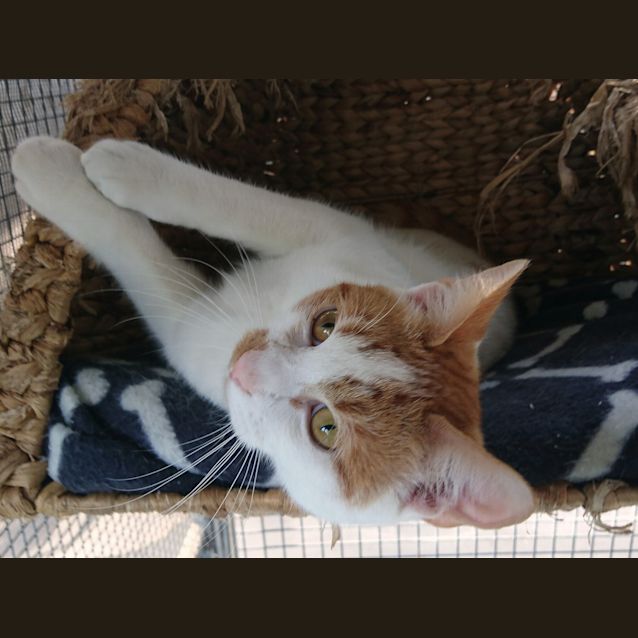 Photo of Sydney . Mister Cuddle Snuggle