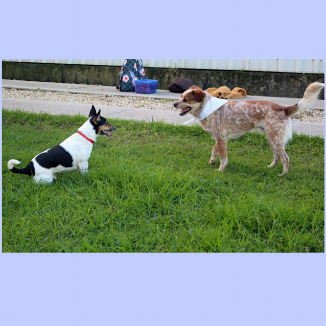 Photo of Harley ~ Cavalier X Cattle (On Trial 7/7/17)