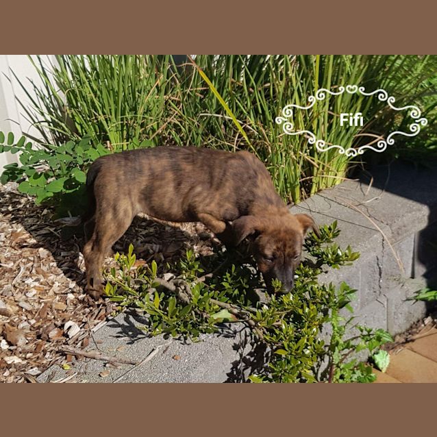 Photo of Fifi