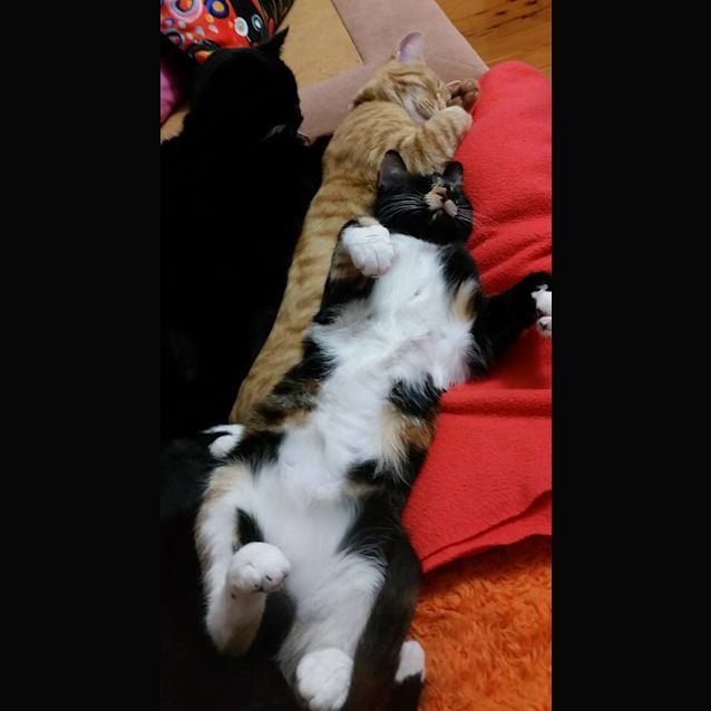 Photo of Mia   Stunning Torti!