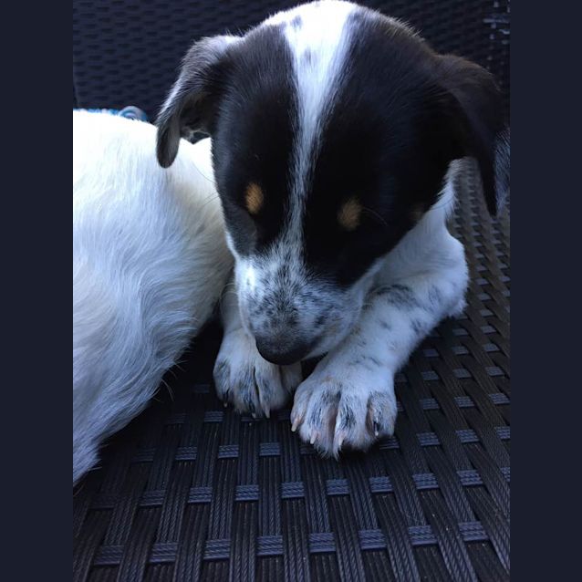 Photo of Sage