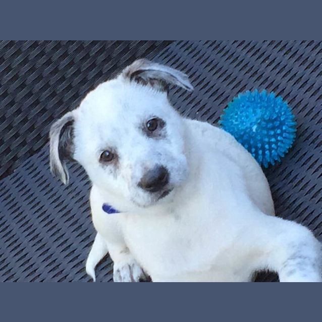 Photo of Pepper   Come Meet Me @ Mingara Adoption Day 1/7  