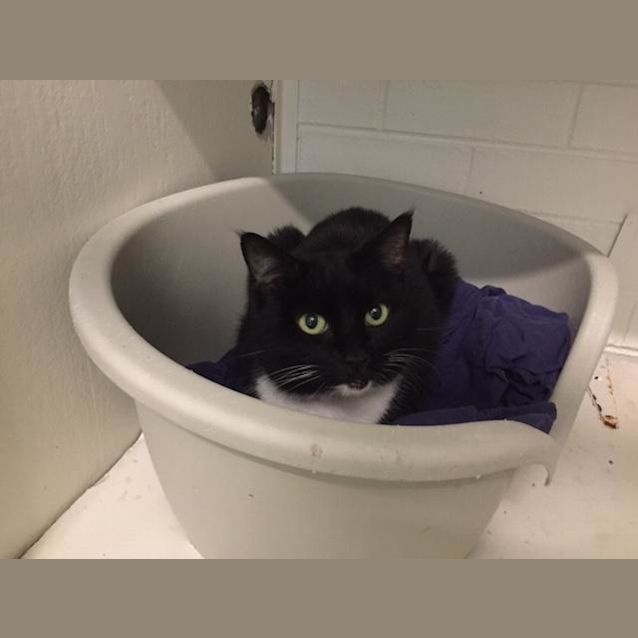 Photo of Farina (1860)