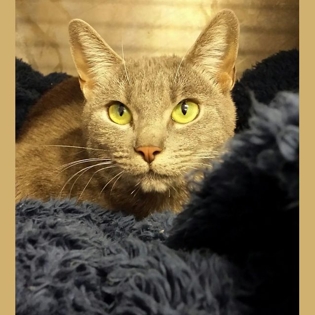 Photo of Sapphire 