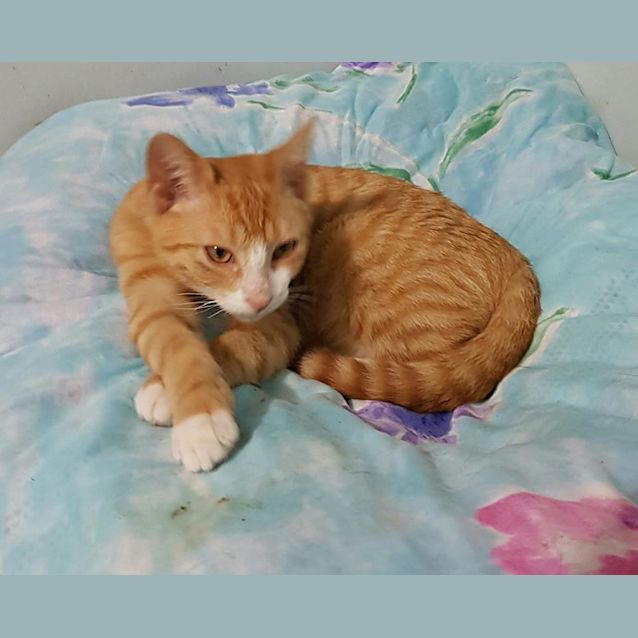 Photo of Angus 