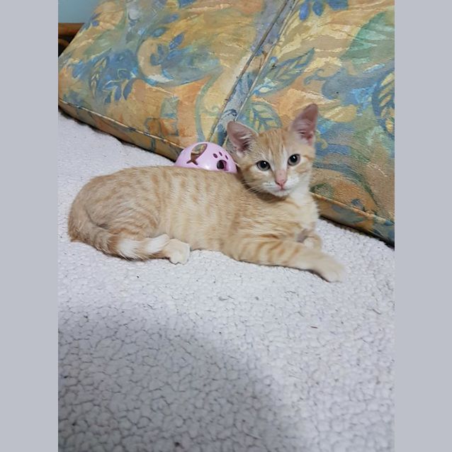 Photo of Frankie