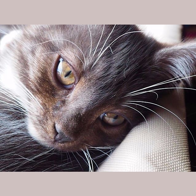 Photo of Bracken (Playful Video!)