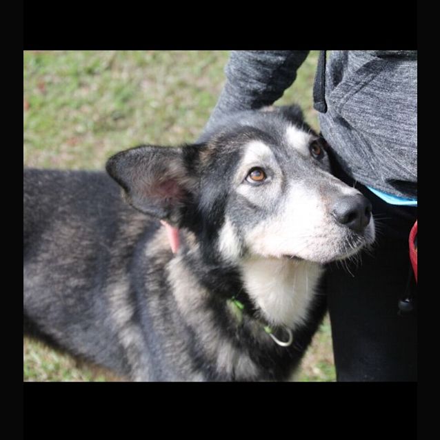 Photo of Khan ~ Husky X ~ On Trial 10/10/17