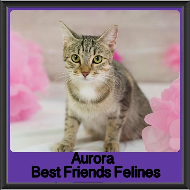 Photo of Aurora