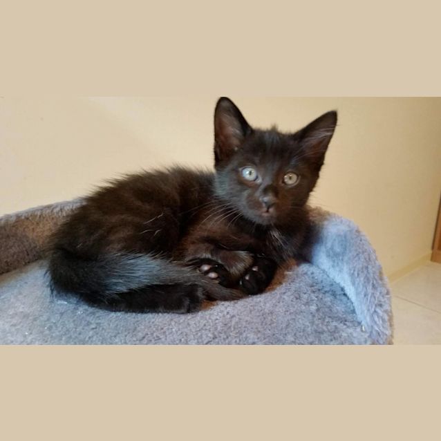 Photo of Shadow