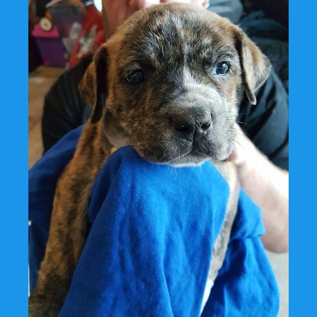 Photo of Bentley