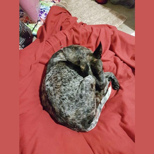 Photo of Suzette (Suzie)