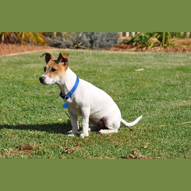 Photo of Vee (Gd0022)