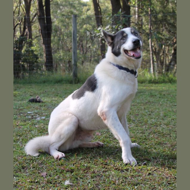 Photo of Avalanche ~ Malamute X ~ On Trial 26/8/17