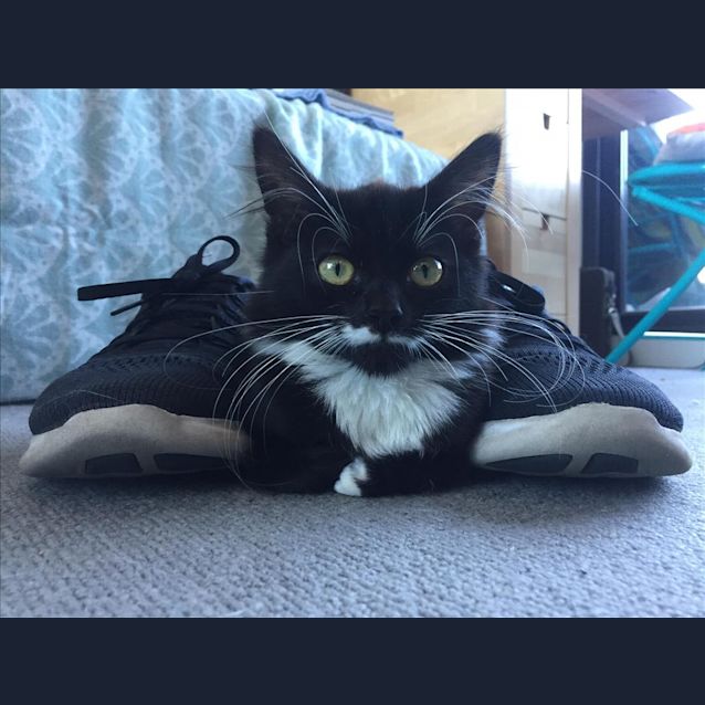 Photo of Checkers