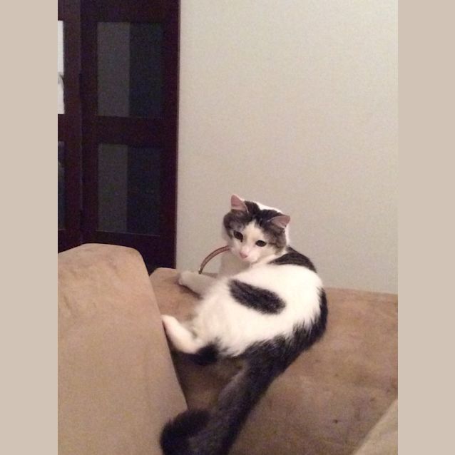 Photo of Hercules 