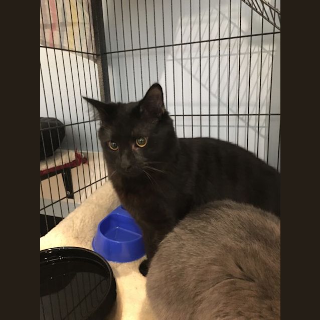Photo of Shadow