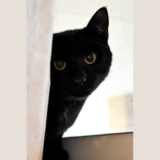 Photo of Midnight