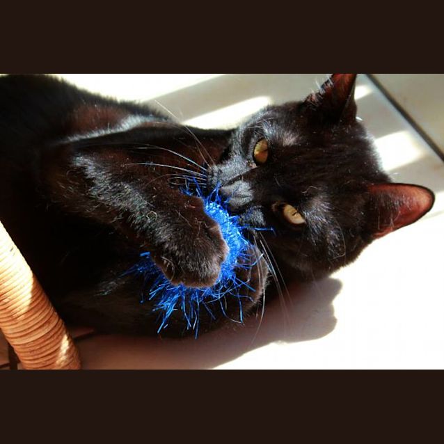 Photo of Cinders