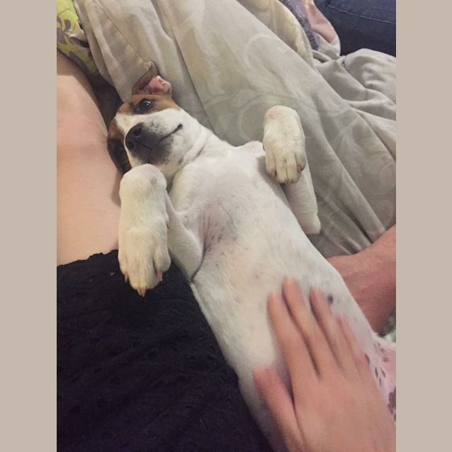 Photo of Blossom