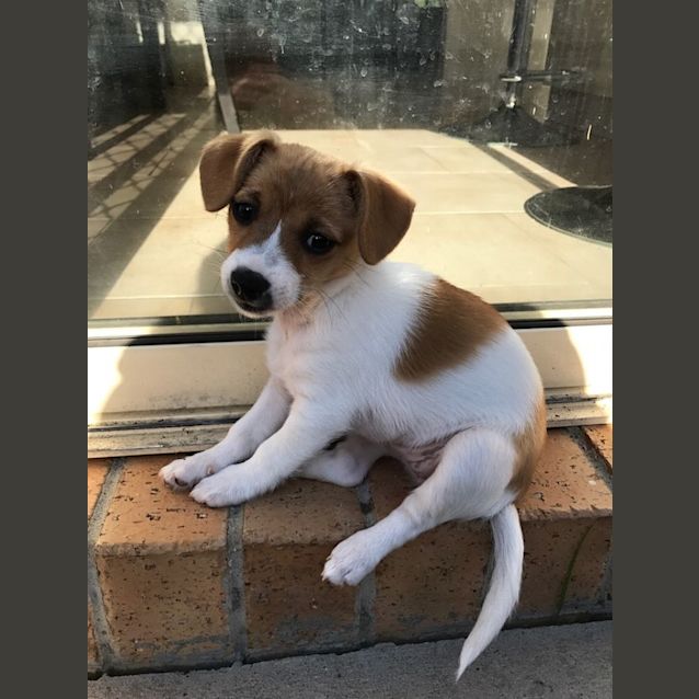 Photo of Cookie