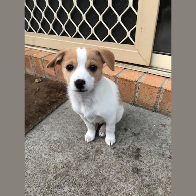 Photo of Snuffles