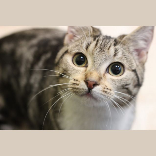 Photo of Vanilla