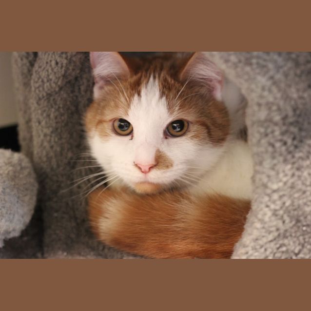 Photo of Pickles