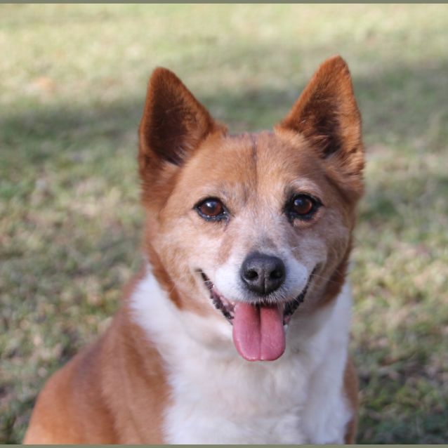 Photo of Roxy ~ Corgi X Foxie ~ On Trial 9/7/17