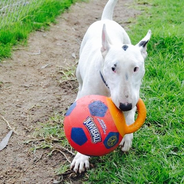 Photo of Dozer   Foster Carer Needed