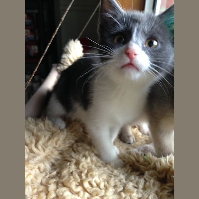 Photo of Marnie *2nd Chance Cat Rescue*