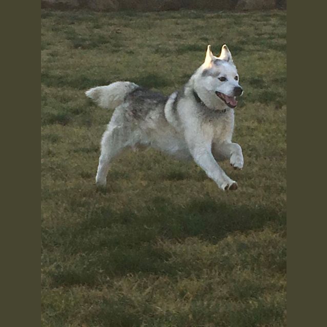 Photo of Husky And Siber 