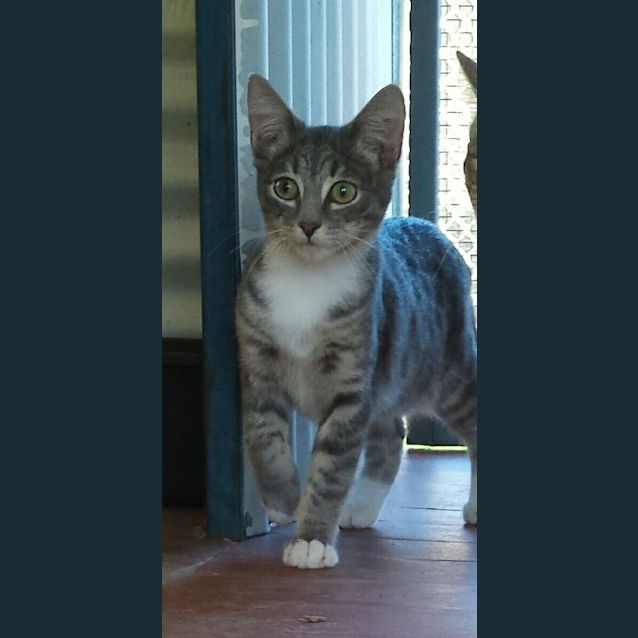 Photo of Pixie