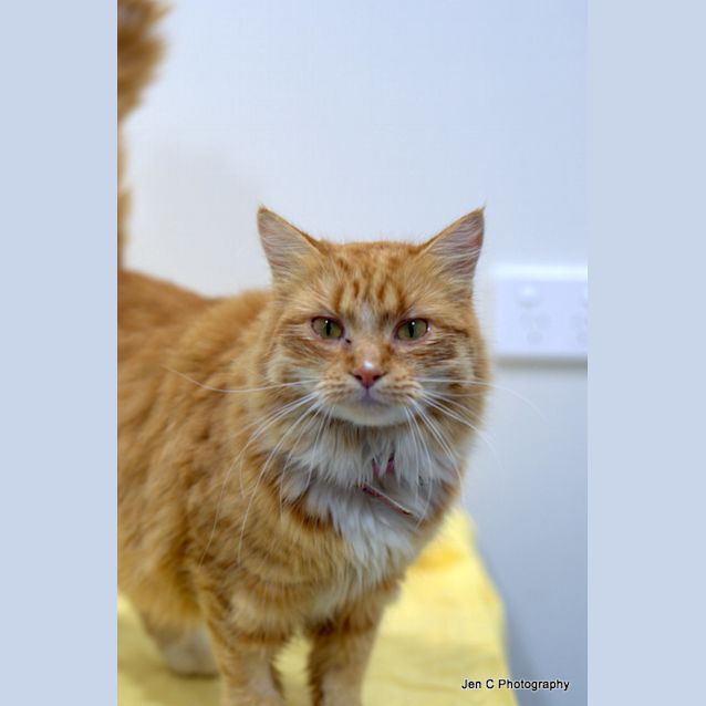 Photo of Ginger Goddess Simone At Canterbury Pound Looking 