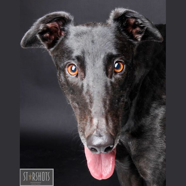 Photo of Rigby