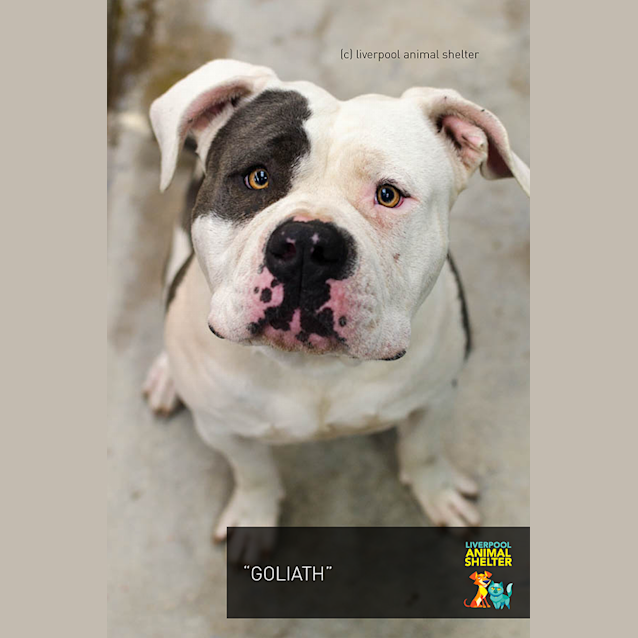 Photo of Goliath
