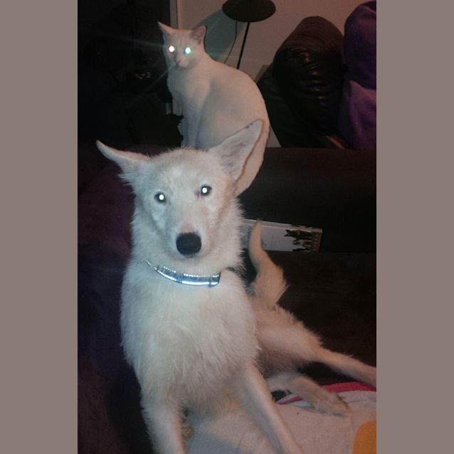 Photo of Nymeria
