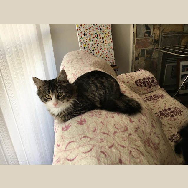 Photo of Applecake
