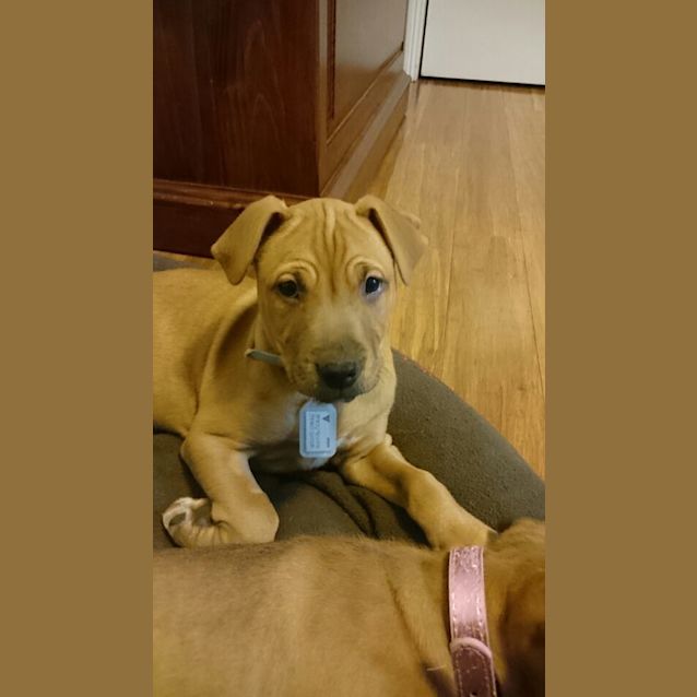 Photo of Dozer