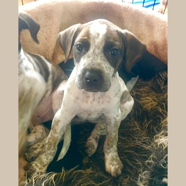 Photo of Marsha ** A Divine Pup **