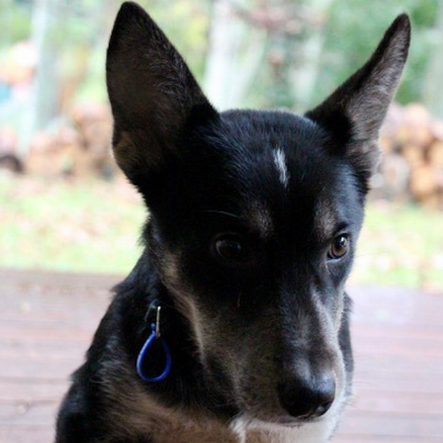 Photo of Max ~ Husky X Kelpie ( On Trial 15/07/16)