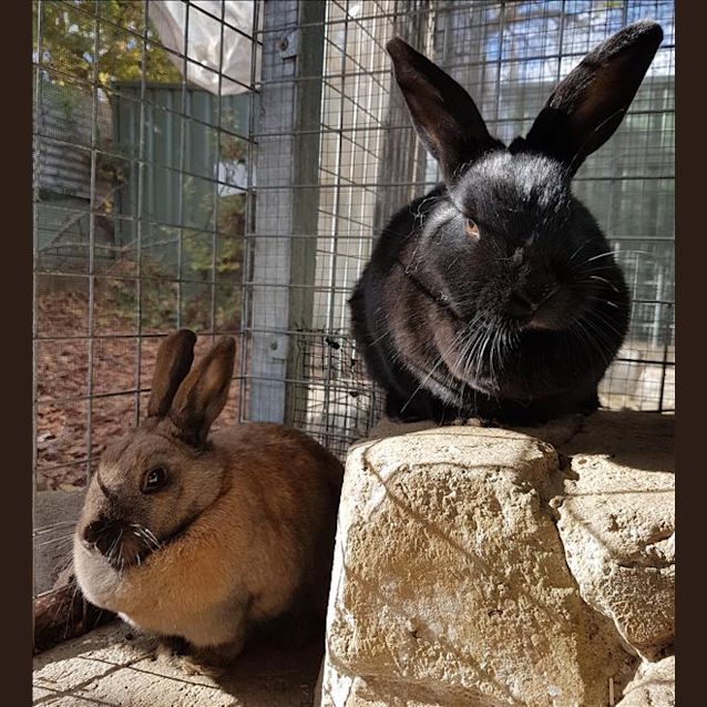 Photo of Amber