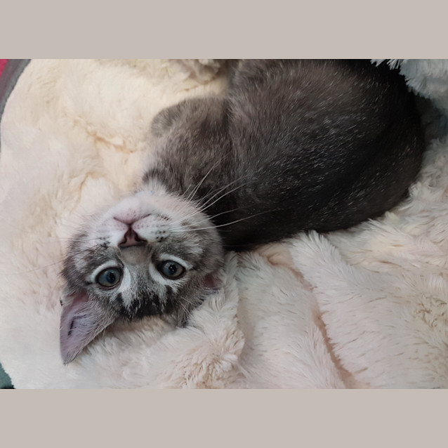Photo of Samson