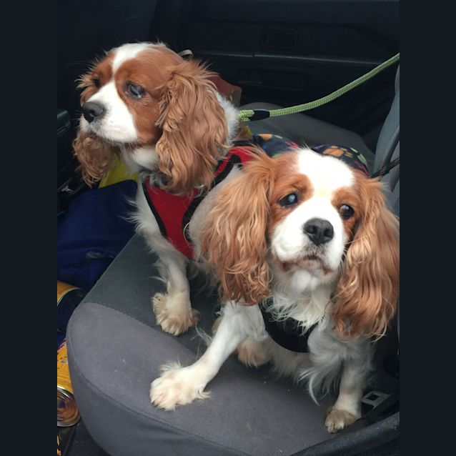 Photo of Bonnie (And Bella)