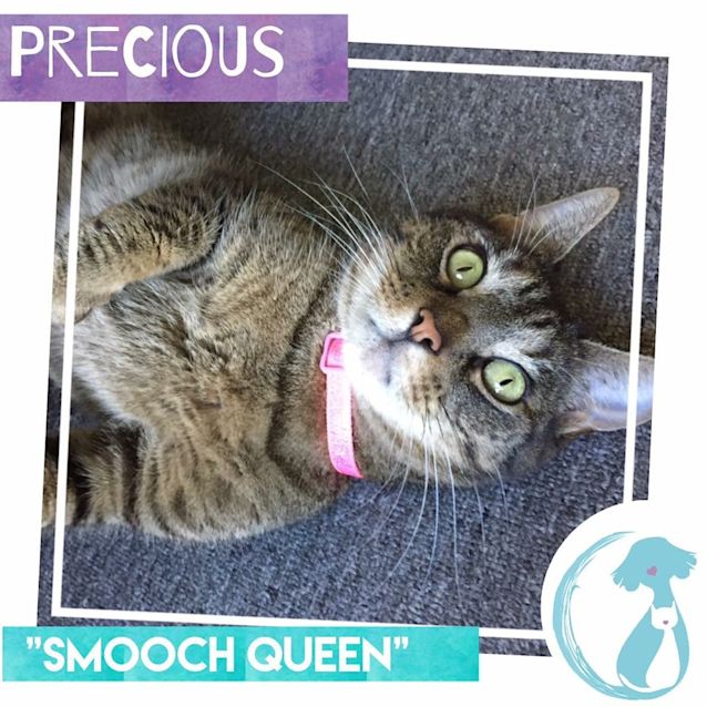 Photo of Precious *Limited Time $50 Adoption Fee