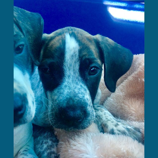 Photo of Jack A Handsome Pup