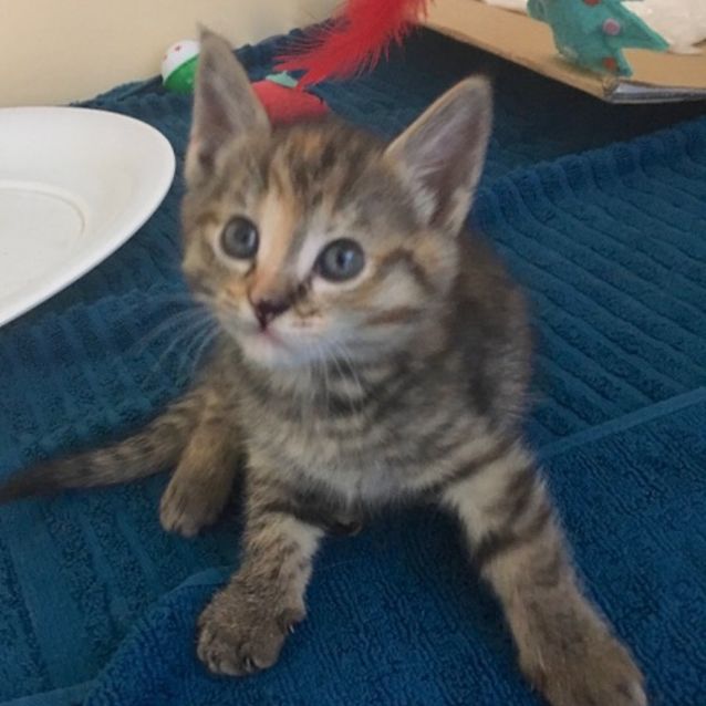 Photo of Spaghetti (C2995)